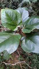 Ficus esquiroliana