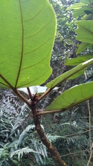 Ficus esquiroliana