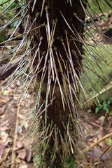 Nephrosperma vanhoutteanum