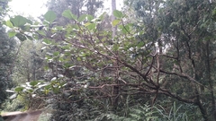 Ficus esquiroliana