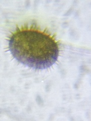 Trachelomonas hispida