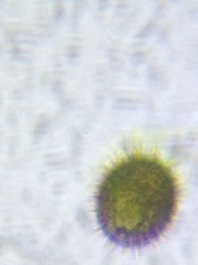 Trachelomonas hispida