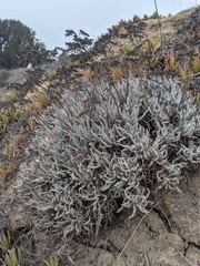 Dudleya virens