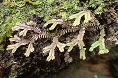 Selaginella fissidentoides