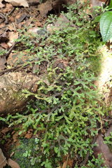 Selaginella fissidentoides