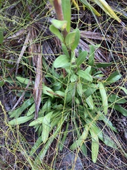 Carphephorus odoratissimus