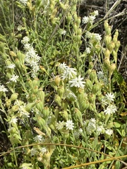 Silene burchellii