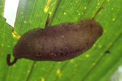 Filicaulis seychellensis