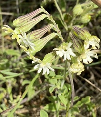 Silene burchellii