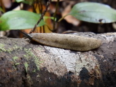 Filicaulis seychellensis