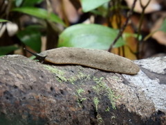 Filicaulis seychellensis