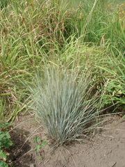 Helictotrichon sempervirens