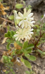 Silene burchellii