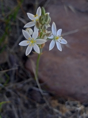 Ornithogalum hispidum