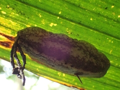 Filicaulis seychellensis