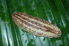 Filicaulis seychellensis