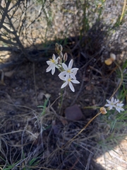 Ornithogalum hispidum