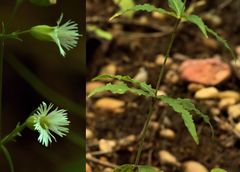 Silene stellata