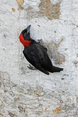 Red-Headed Malimbe photo 2