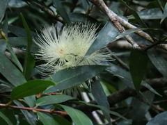 Barringtonia asiatica