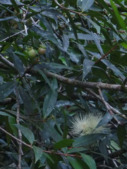 Barringtonia asiatica