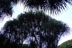 Martellidendron hornei