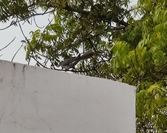 Eudynamys scolopaceus