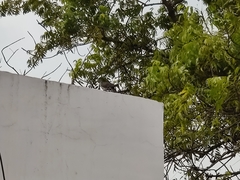 Eudynamys scolopaceus