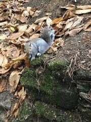 Sciurus carolinensis