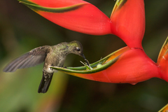 Eupetomena cirrochloris