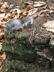 Sciurus carolinensis