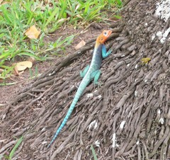 Agama lionotus
