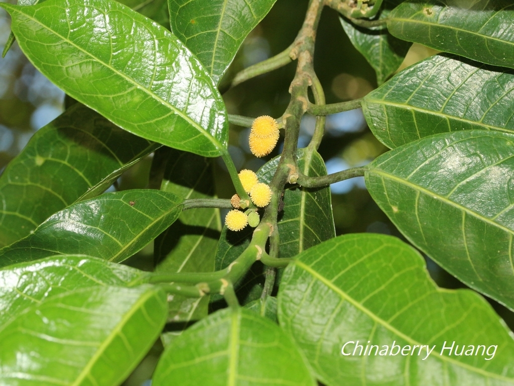 Artocarpus xanthocarpus