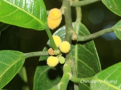 Artocarpus xanthocarpus