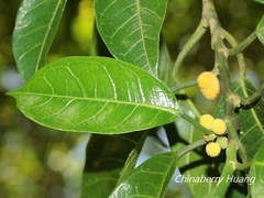 Artocarpus xanthocarpus