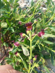 Scrophularia incisa