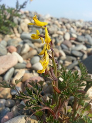 Corydalis impatiens