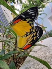 Delias descombesi