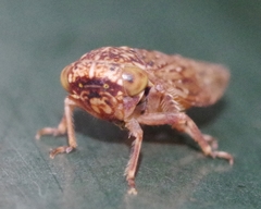 Acericerus vittifrons