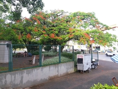 Delonix regia
