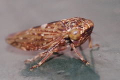 Acericerus vittifrons