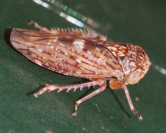 Acericerus vittifrons