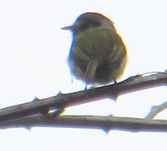 Myiornis auricularis