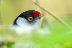 Ilicura militaris