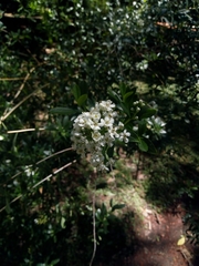 Escallonia megapotamica