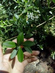 Escallonia megapotamica