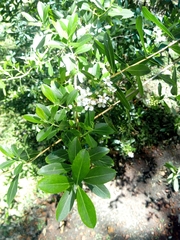 Escallonia megapotamica