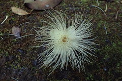 Barringtonia asiatica