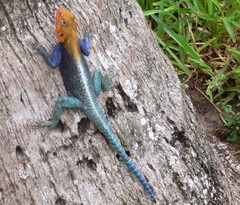 Agama lionotus