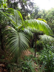 Deckenia nobilis